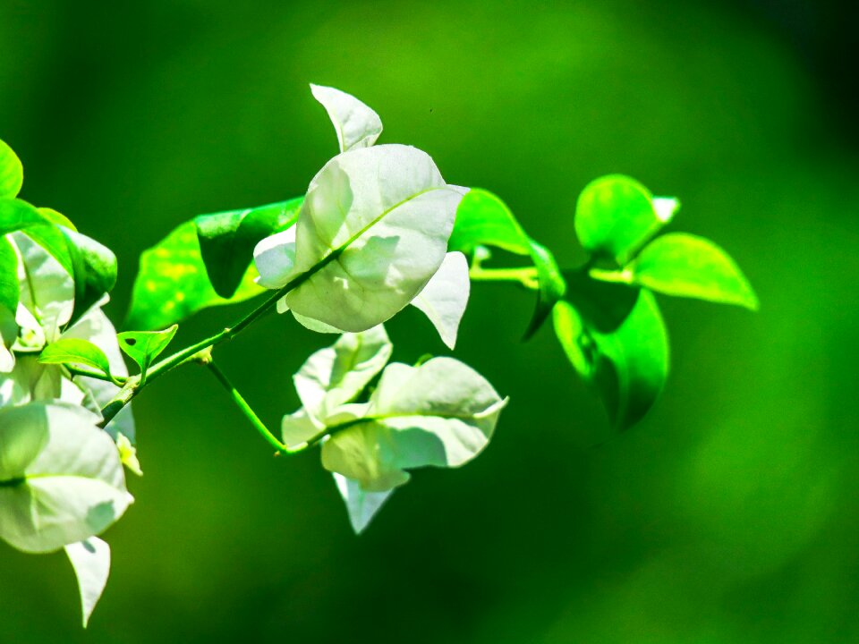 Flower outdoor garden