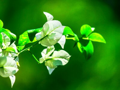 Flower outdoor garden