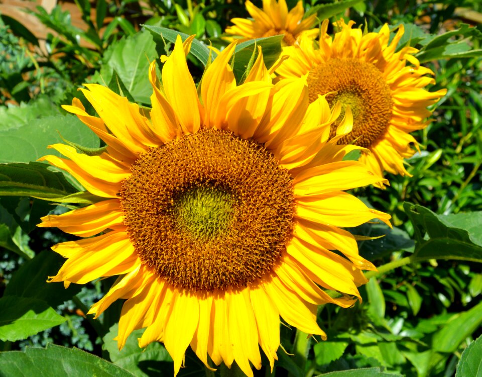Closeups late summer garden