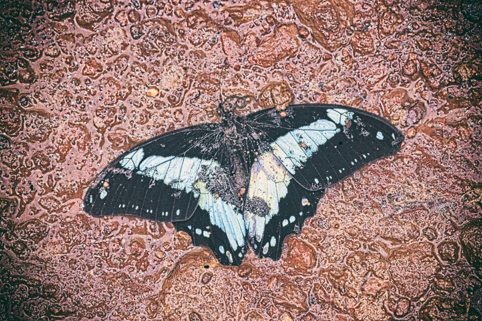 Vacancy insects drop
