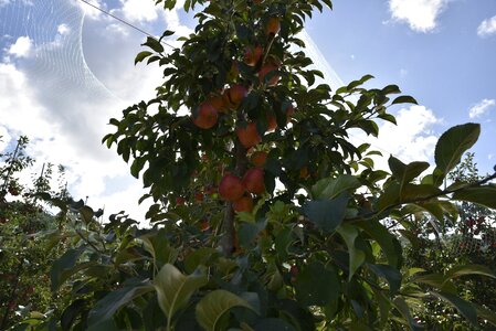 Apple fruit apple tree