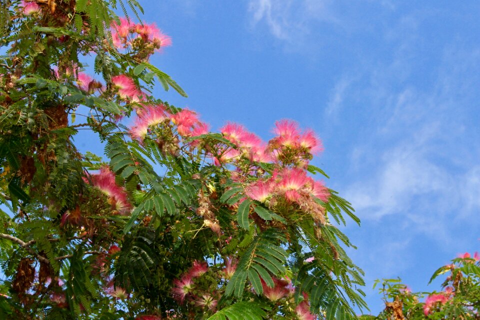 Flowers trees nature
