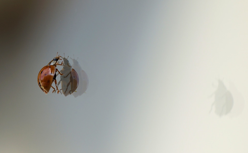 Macro climb mirrored