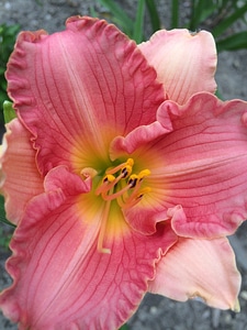 Pink plant floral photo