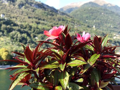 Italy mountains alpine