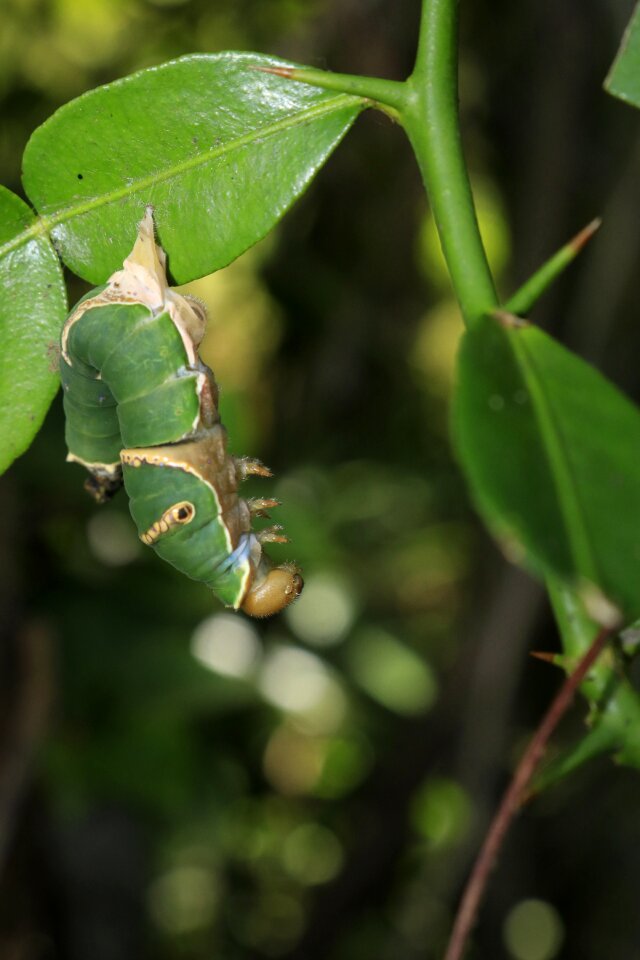 Bug nature wild