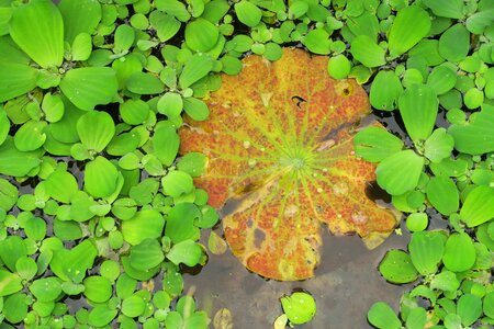 The river of bone aquatic plants plant