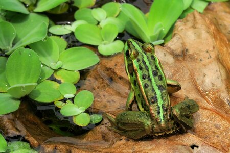 Fujian gold wire frog amphibians frog photo