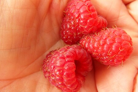 Mature hand stick