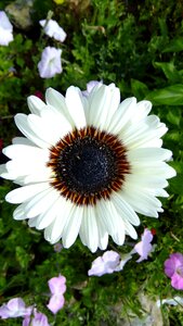 Meadow flora blooms