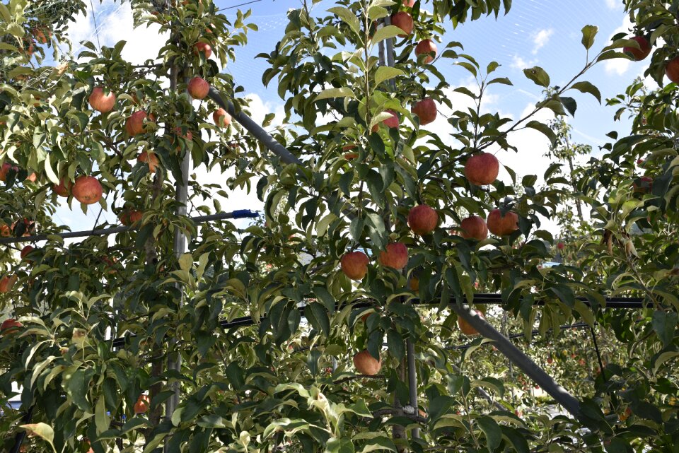 Apple fruit apple tree