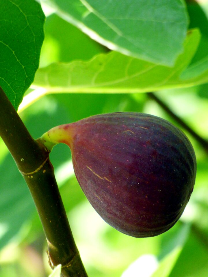 Nature summer fig tree