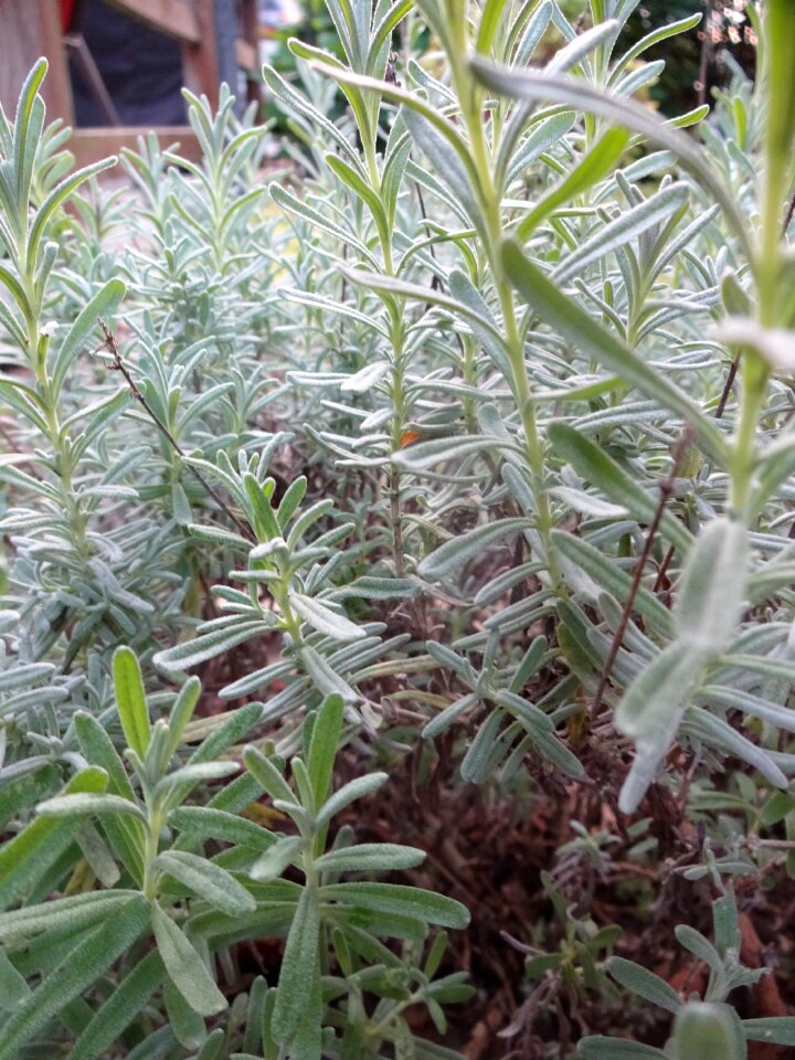 Green herbs nature
