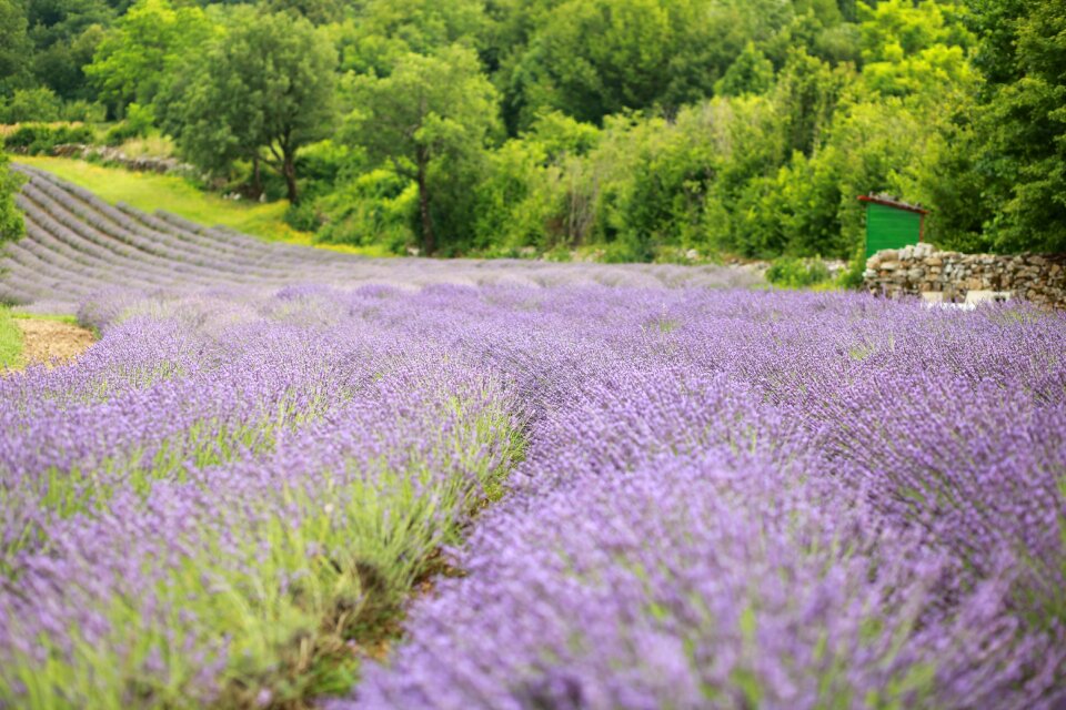 Fields violet