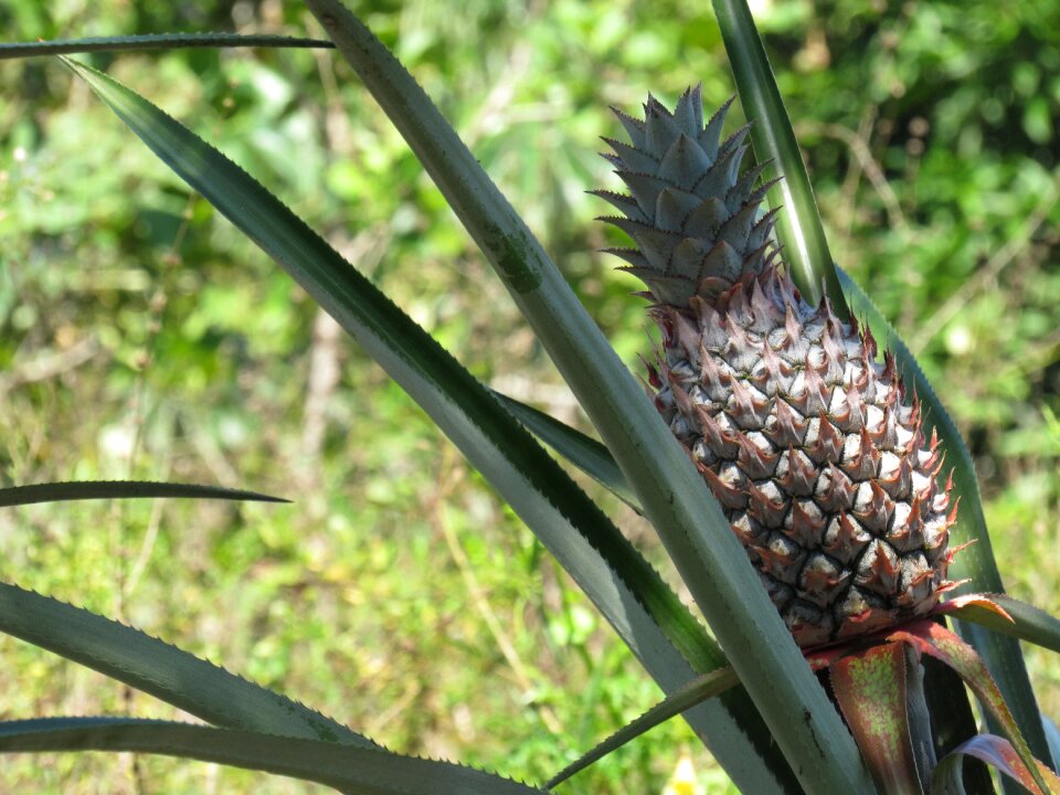 Fruit pineapple Free photos