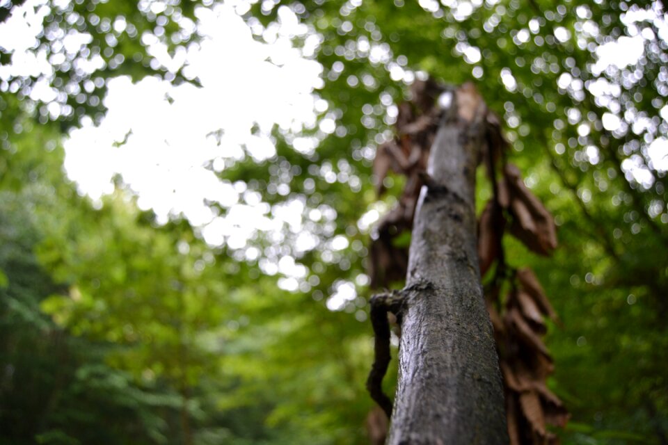 Mood tree leaves