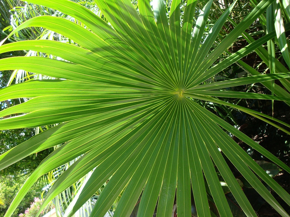 Natural plant green