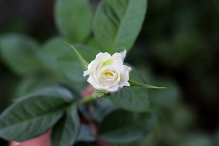 Flower nature green