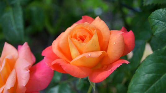 Map rose nature
