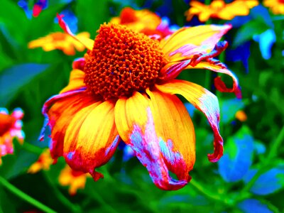 Plant beauty colorful photo