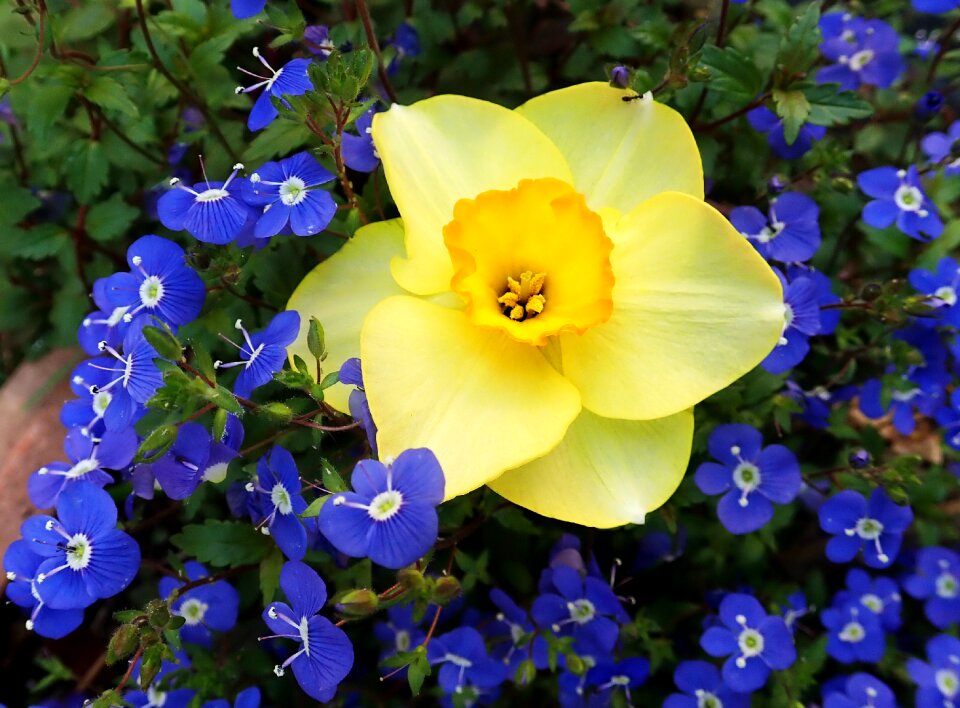 Blooms garden nature