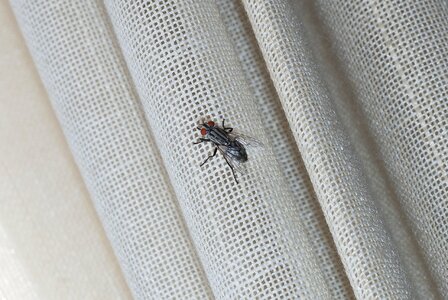 Canvas fabric flies photo