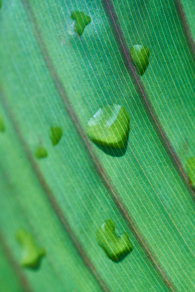 Drop water rain photo