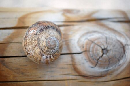 Shell wood tribe
