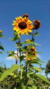 Flower sunflowers helianthius