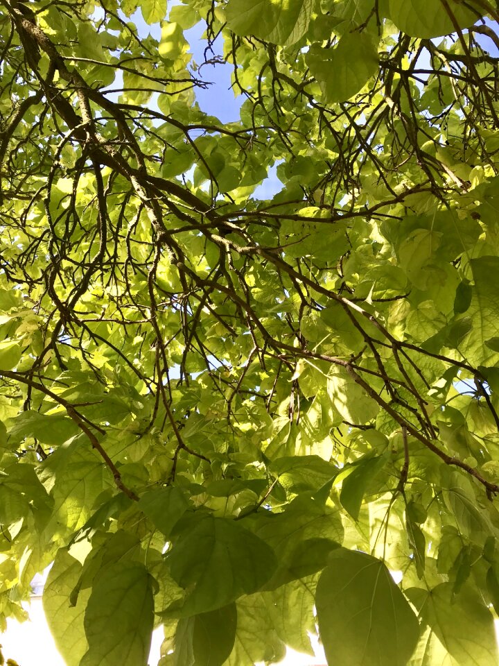 Heaven treetops autumn