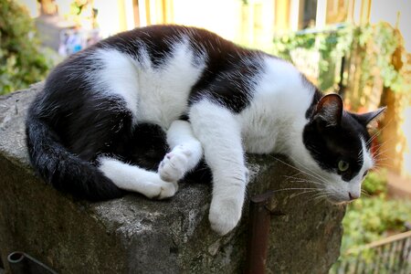 Cute cat black and white black
