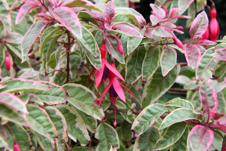 Fuchsia variegated fushia flower flowering