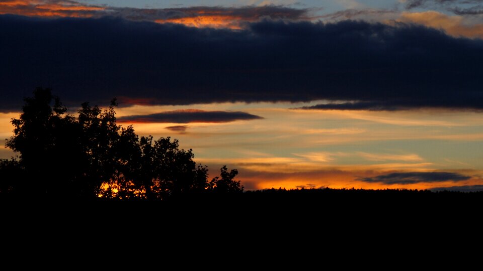 Evening tree silhouette photo