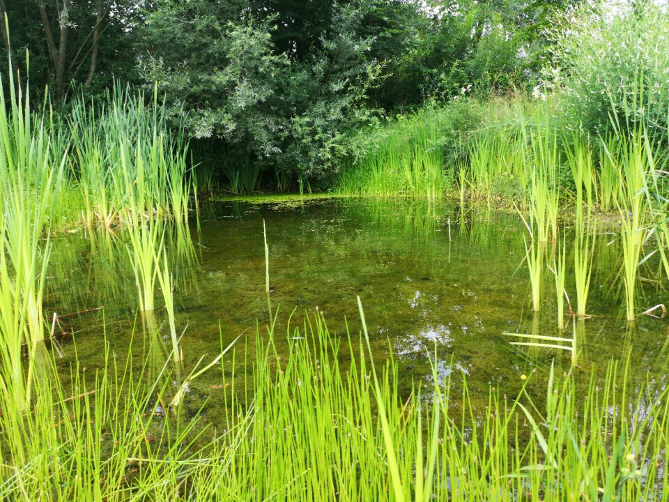 Meadowlands nature water