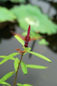 Insect arthropods red dragonfly