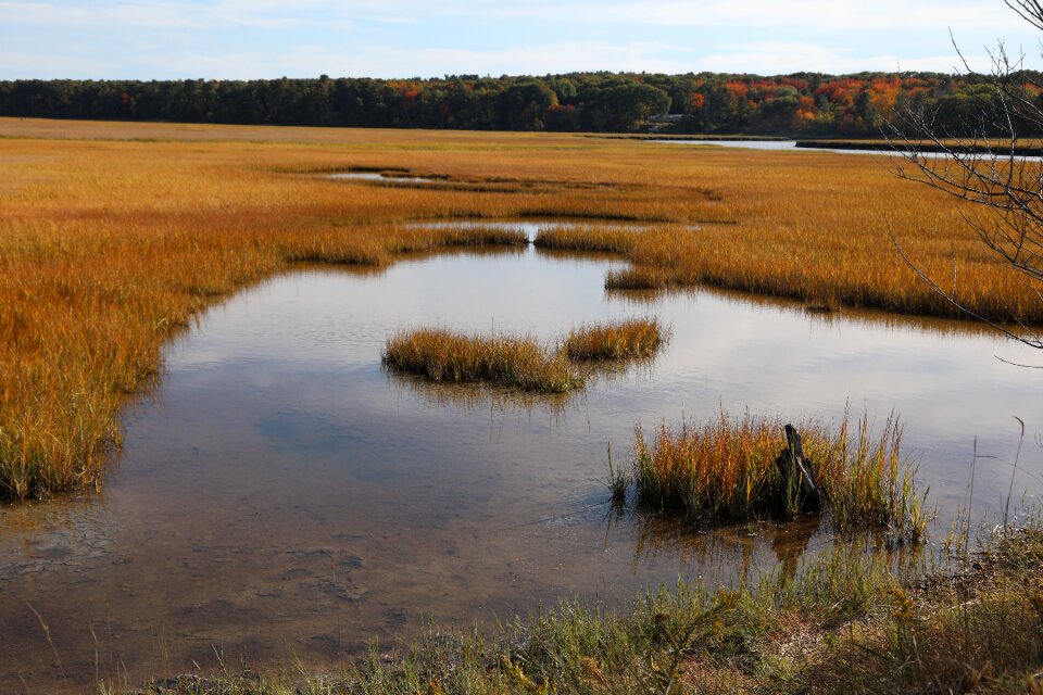 Autumn grass water