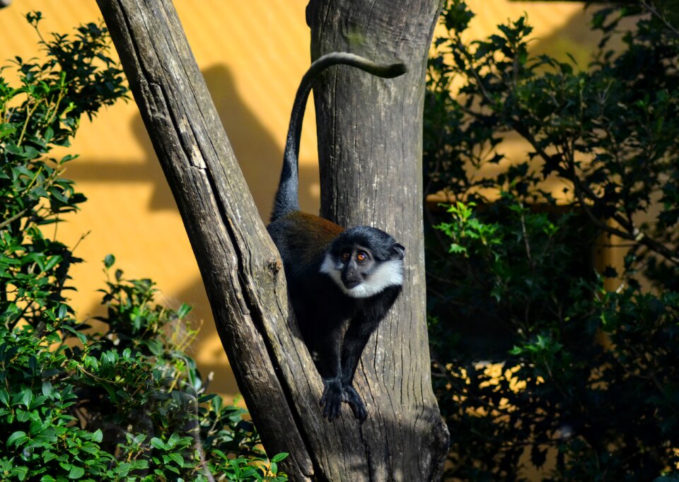 Nature eyes chimpanzee