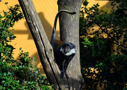 Nature eyes chimpanzee photo