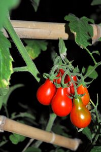 Cool red eat