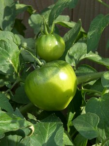 Fresh vegetarian tomato