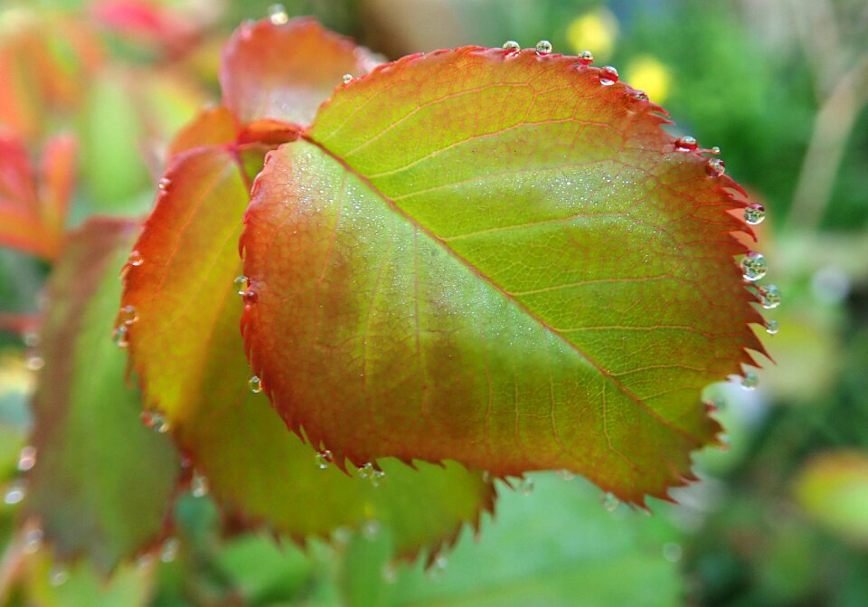 New growth spring garden