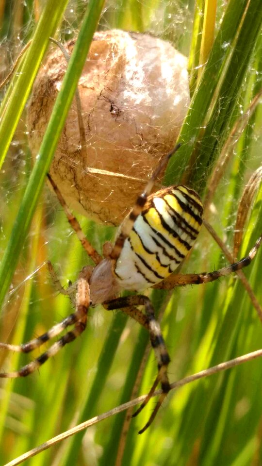 Insect spider animal world