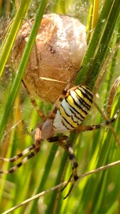 Insect spider animal world