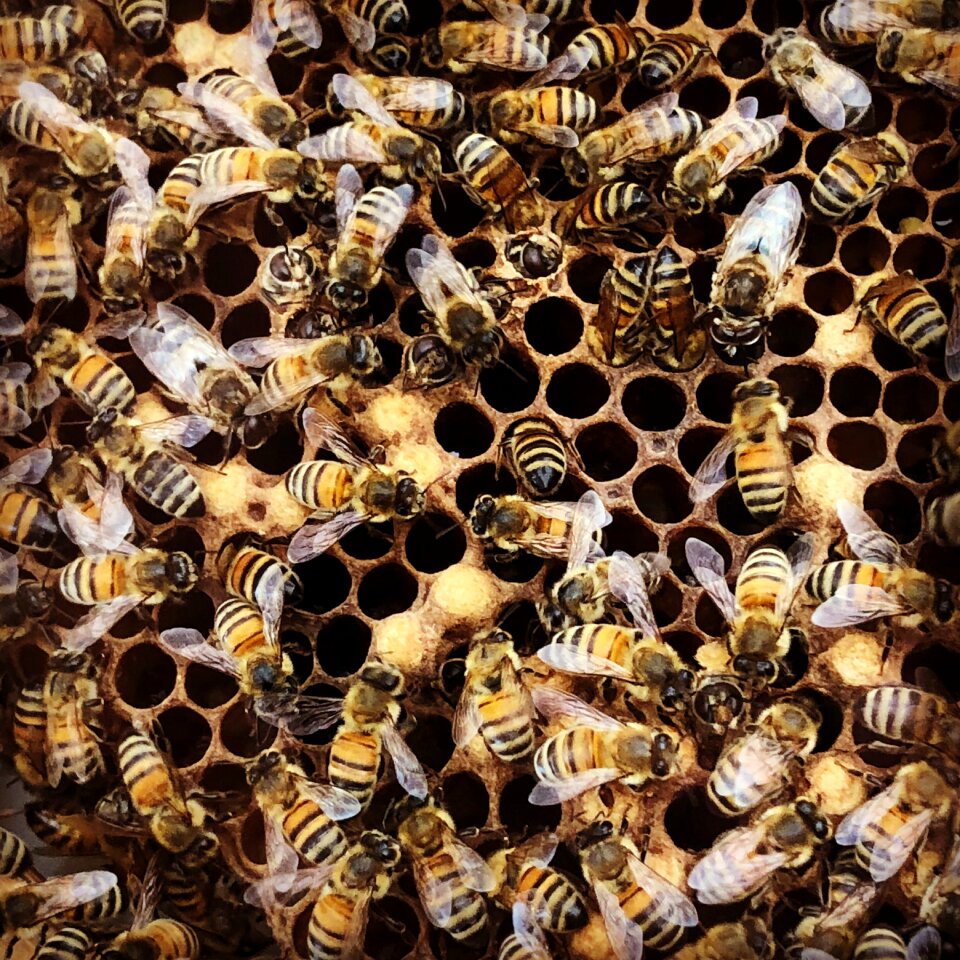Hatching brown bee