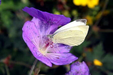 Hamburgensien large cabbage white ling butterflies photo