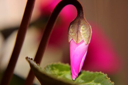 Pink red macro