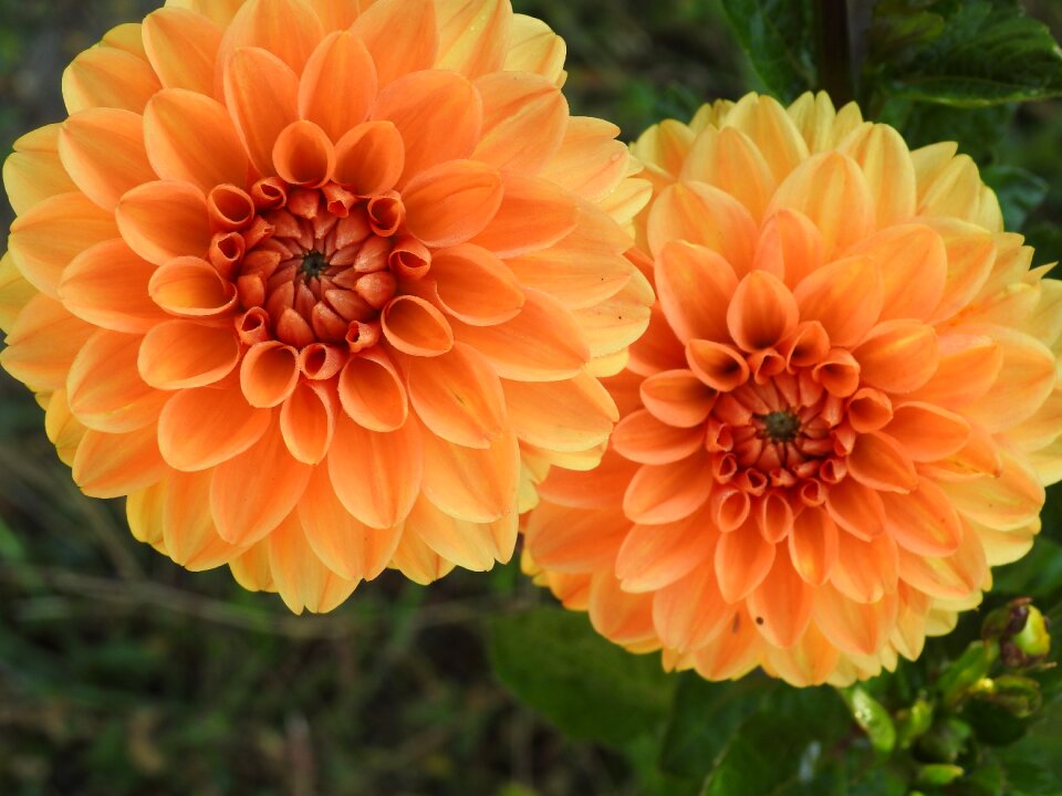 Flower orange garden