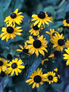 Yellow sunflowers