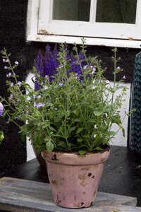 Natural garden botanical