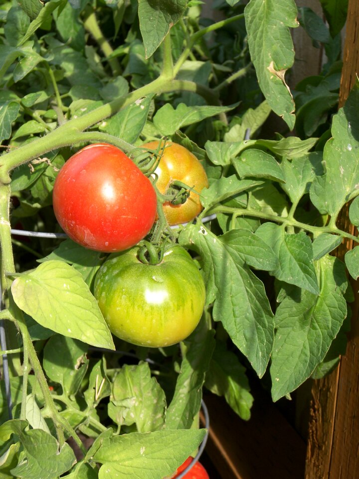 Healthy tomatoes red